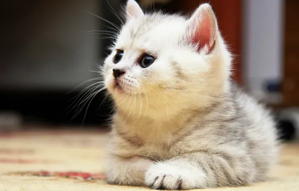 Picture lies, British, tabby kitten