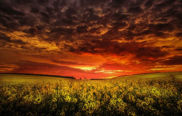 The sky, sunset, rapeseed field