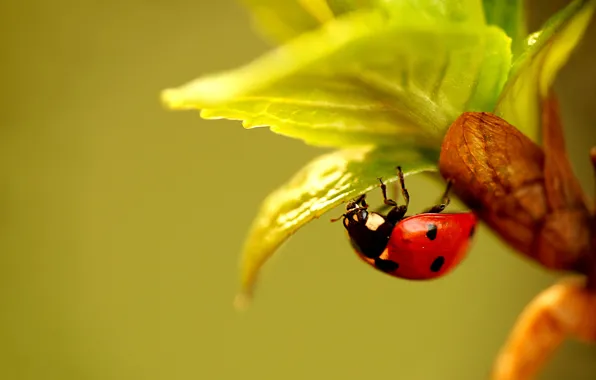 Picture leaves, plant, ladybug, beetle, insect