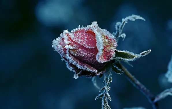 Picture frost, rose, Bud