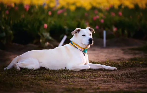 Flowers, glade, dog, spring, garden, tulips, lies, white