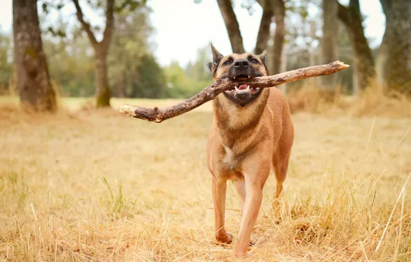 Picture background, dog, stick
