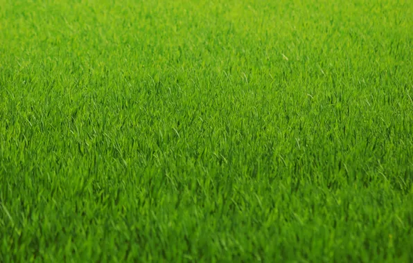 Picture greens, grass, lawn, green, color, Texture