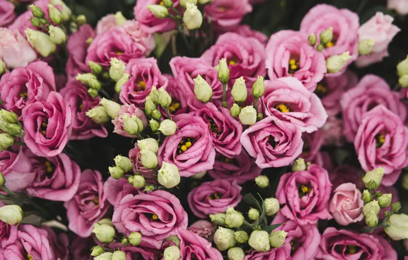 Flowers, bouquet, pink, white, buds, a lot, bokeh, eustoma