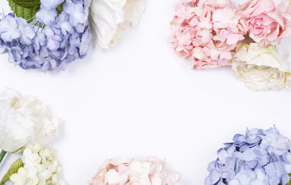 Picture background, Flowers, hydrangea