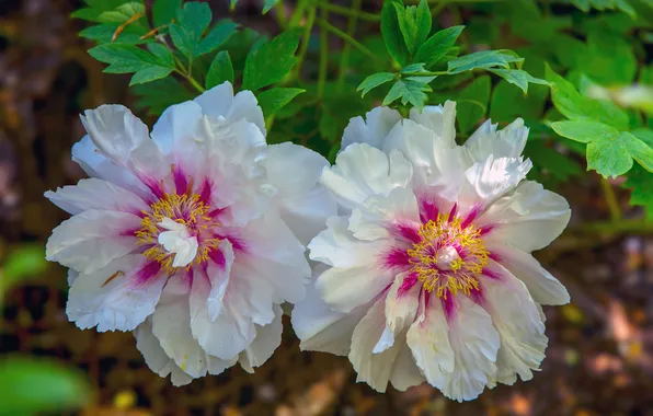 Leaves, light, flowers, spring, white, Duo, peonies