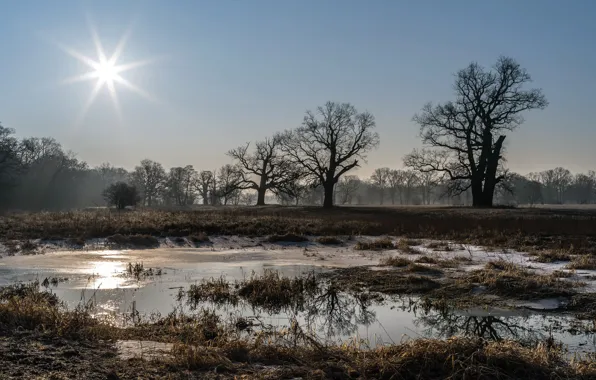 Picture field, light, nature, fog, morning