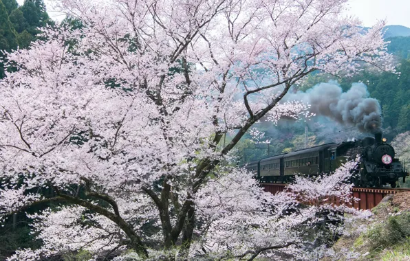 Spring, Sakura, dervla, photographer Comyu Matsuoka