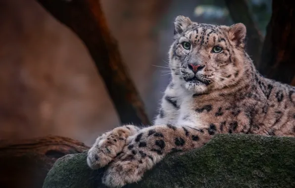 Look, face, pose, paws, lies, IRBIS, snow leopard