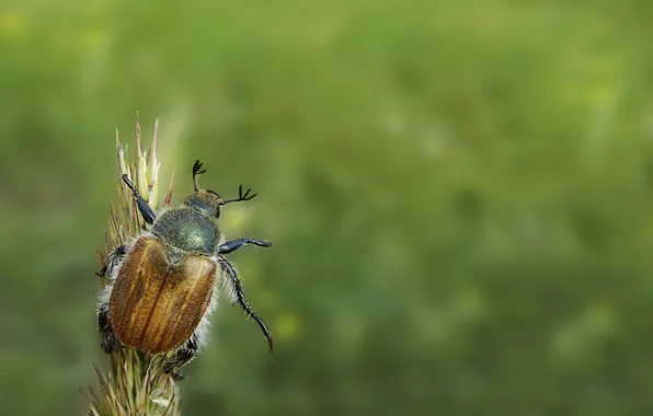 Picture green, beetle, minimalism, hi