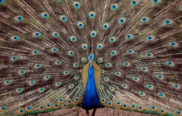 Picture pen, peacock, male