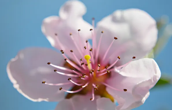 Flower, the sky, petals, garden, stamens