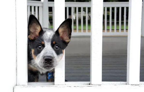 Each, the fence, dog