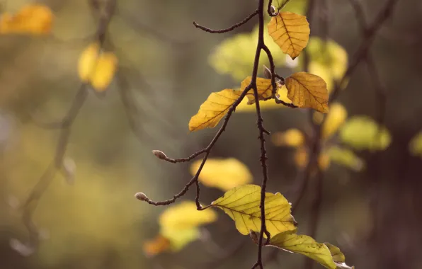 Leaves, macro, branch, kidney, bokeh, Beech