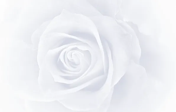 Flowers, roses, petals, buds