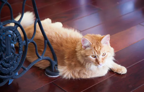 Cat, cat, look, pose, furniture, red, flooring, floor