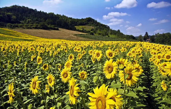 Field, forest, summer, the sky, clouds, sunflowers, flowers, nature