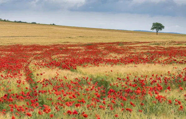 Field, summer, the sky, flowers, tree, Maki, slope, meadow