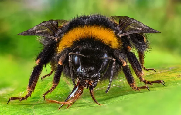 Macro, bee, insect, bumblebee
