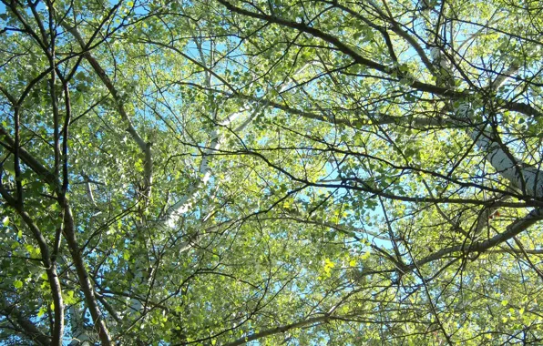 Leaves, branches, September, poplar, Meduzanol ©, fall 2012
