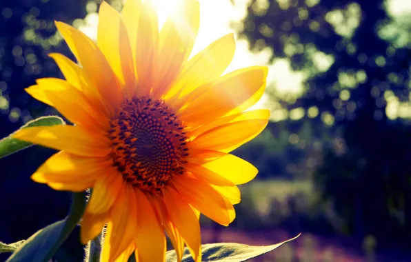Summer, the sun, sunflower, ray