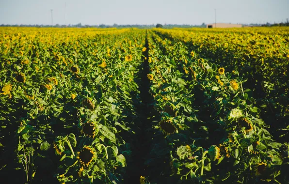 Picture field, sunflowers, flowers, yellow