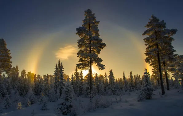 Winter, snow, Norway, tree
