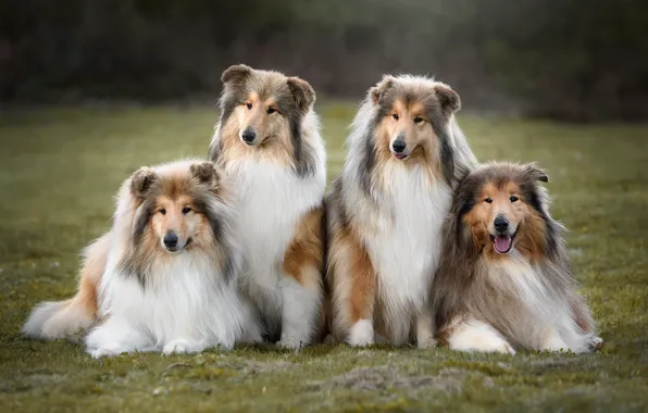 Language, dogs, grass, look, nature, pose, glade, portrait