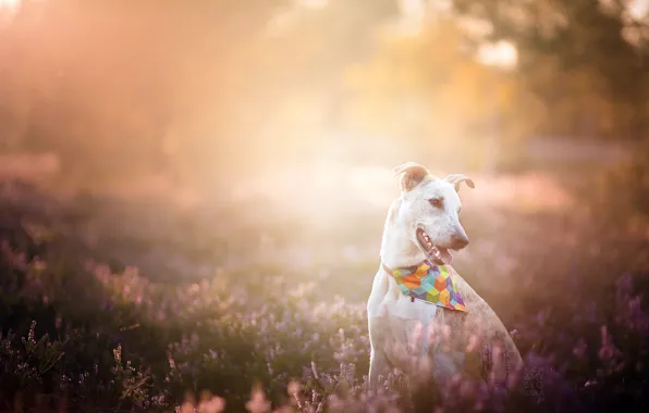 Light, nature, dog