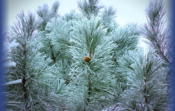 Pine, December, frost