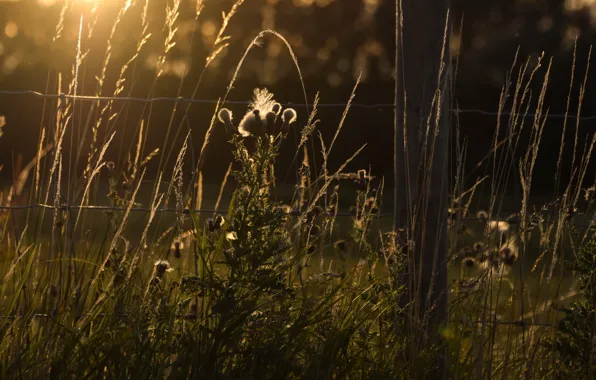 Grass, light, the fence, morning