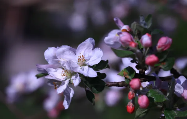 Picture leaves, flowers, branches, the dark background, blur, spring, pink, white