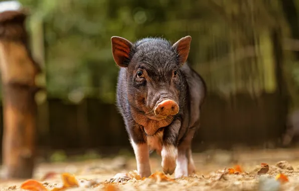 Picture face, pig, Piglet, pig, Vietnamese lop - bellied pig