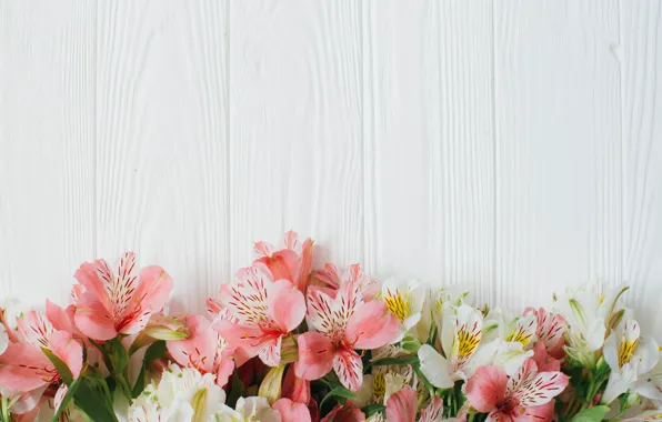 Flowers, White background, Alstroemeria