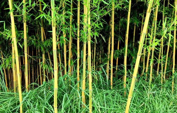 Summer, trees, nature, Park, Leaves, Bamboo, July