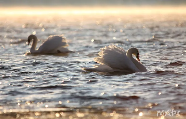 Water, glare, ruffle, pair, white swans
