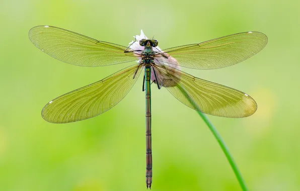 Flower, background, dragonfly, Bud