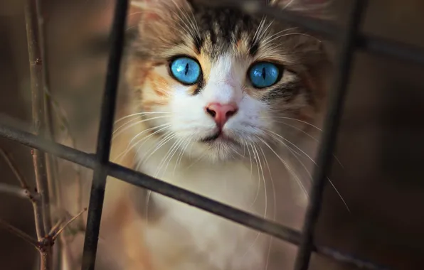 Cat, cat, look, the dark background, kitty, mesh, the fence, portrait