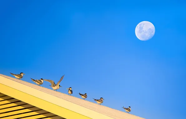 Roof, the sky, birds, the moon