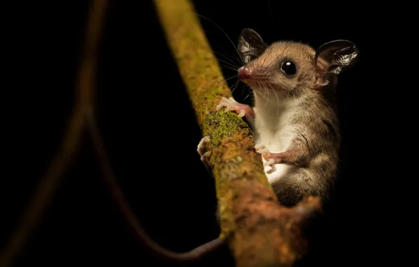 Look, pose, tree, eyes, branch, black background, cub, ears