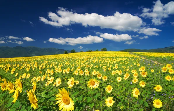 Field, summer, the sky, clouds, sunflowers, flowers, blue, hills