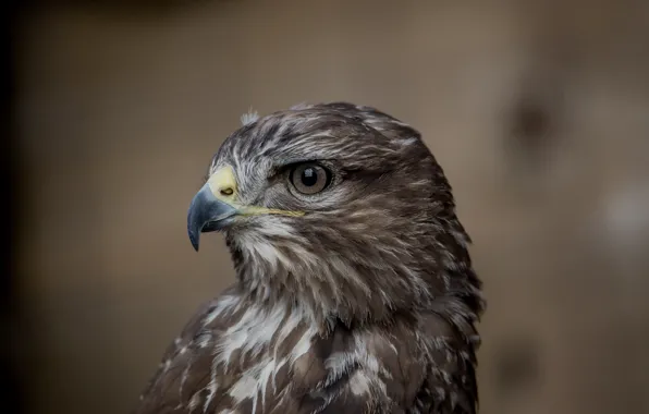 Look, bird, predator, Buzzard