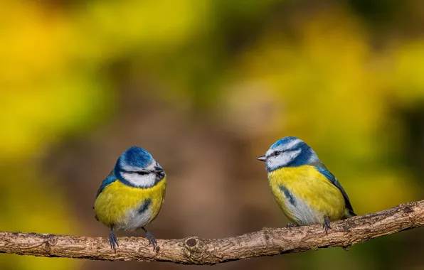 Birds, background, two, branch, a couple, bokeh, tit, Tits