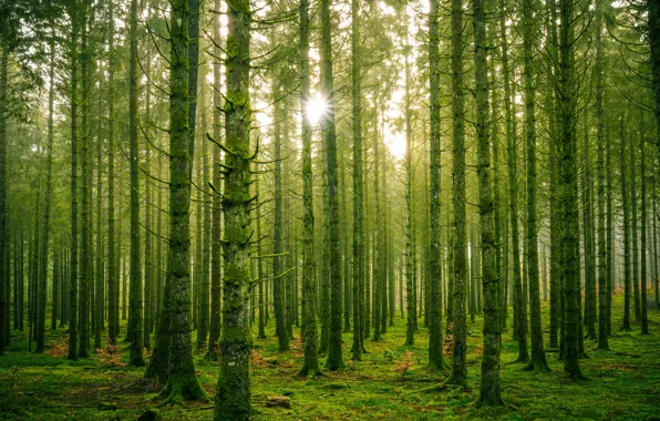 Forest, the sun, light, trees, branches, trunks, pine, Bor