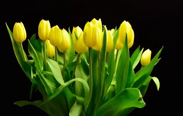 Background, bouquet, yellow, tulips, background, Yellow, Tulips