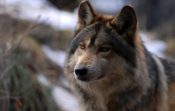 Look, predator, Wolf
