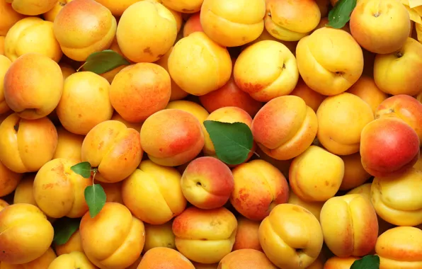 Fruit, apricots, apricot