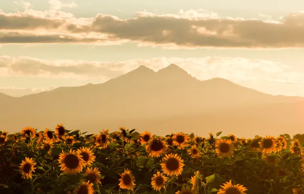 Picture field, summer, the sky, mountains, sunflower, faded evening summer skies