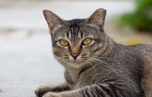 Picture street, cat, Kote