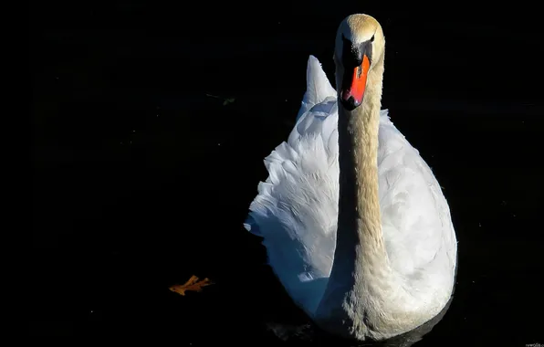 Picture water, nature, sheet, bird, Swan, pond